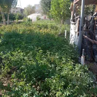 گل کاری و باغچه سازی وهرس|خدمات باغبانی و درختکاری|قم, آزادگان|دیوار