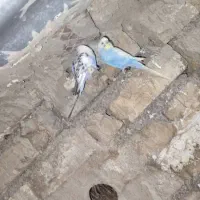 طوطی مرغ عشق|پرنده|نورآباد ممسنی, |دیوار