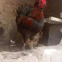 فروش خروس زینتی