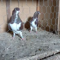 کبوتر|پرنده|بوشهر, |دیوار