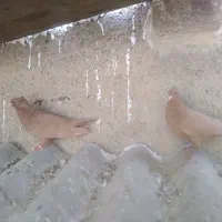 کبوتر