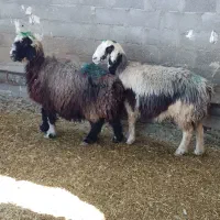 میش بره دار و آبستن