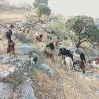 بز داشتی