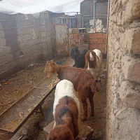 ۴عدد بز جوان دوتا نر مشکی وبور ماده