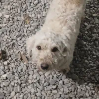 سگ پودل مینیاتوری