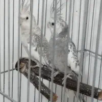 دو جفت عروس هلندی مولد همراه تخم