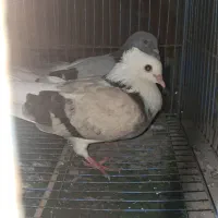 کبوتر