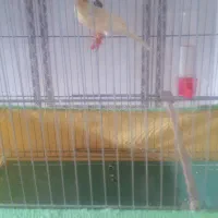 موکت مربوط به عکس