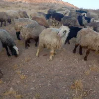 ۳۴راس میش داشتی|حیوانات مزرعه|شیراز, شهرک والفجر|دیوار