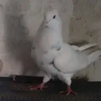 کفتر خوشکل|پرنده|ایذه, |دیوار