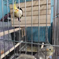 عروس هلندی مولد