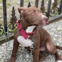 سگ پیتبول امریکایی