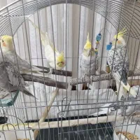 پرنده|پرنده|فردوسیه, |دیوار