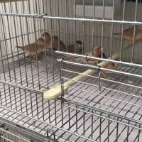 فنچ کینگ اروپایی وقفس هشت خوان اردشیرنو|پرنده|تهران, شهرک ولیعصر شمالی|دیوار