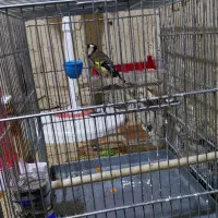 فروش یک عدد سهره ماده گل زیبا سهره رسمی بلند