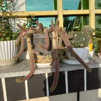 گلهای خانگی|گل و گیاه طبیعی|نیشابور, بزرگمهر|دیوار