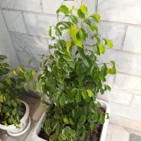 درختچه آمستل،بنجامین ابلغ و طلایی،گلدان پلاستیکی|گل و گیاه طبیعی|اسلامشهر, شهرک قائمیه|دیوار