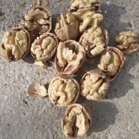 محصولات اصیل قیمت باورنکردنی یزد