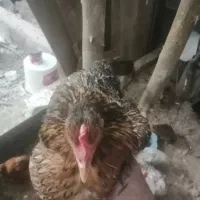 9عدد مرغ با 2عدد خروس|حیوانات مزرعه|شیراز, کرونی(خاتونک)|دیوار