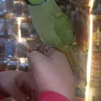 انواع پرنده و حیوانات خانگی وتمامی تجهیزات پرنده