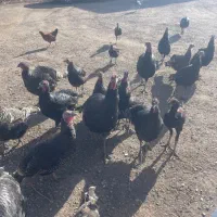 بوقلمون برنز|پرنده|قیدار, |دیوار