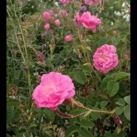 راهنمایی میکنم،معرفی به بازار کار