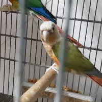 گرینچیک جفت مولد آناناسی ردویلوساید معاوضه باسنگال|پرنده|فردیس, منظریه|دیوار