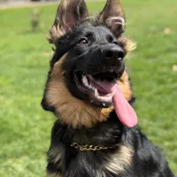 توله ژرمن ۸ ماهه