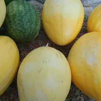 خربزه دیم شیرین