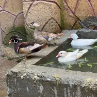 سه جفت اردک ماندارین و کارولین