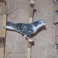 ساده مگسی نر