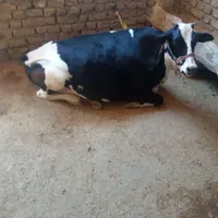 گاو ، محلی شکم اول ، گوساله