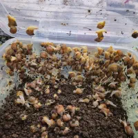 حلزون|خزنده|مشهد, شاهد (شهرک غرب)|دیوار