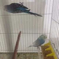 مرغ عشق اسپانگل رینبو با تخم|پرنده|فولادشهر, بوستان خلیج فارس|دیوار