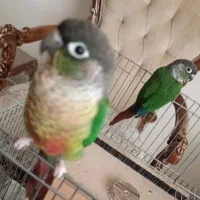 جفت گیرینچیک سخنگو