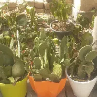 گل وگیاه طبیعی|گل و گیاه طبیعی|مشهد, رضاشهر|دیوار