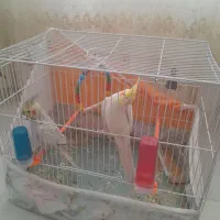 عروس هلندی نر ماده به شرت تخم جوجه|پرنده|سرایان, |دیوار