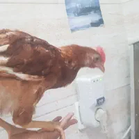 مرغ