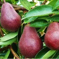 نهالستان صنوبر وبادام دبیرگل وگردو در نهالستان|خدمات باغبانی و درختکاری|پارس‌آباد, |دیوار