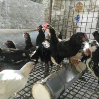 گلین لری خالص و بوقلمون مولد|حیوانات مزرعه|کرج, شهرک جهاننما|دیوار