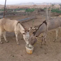 دوتا الاغ یه ماده یه نر