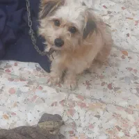 سگ ارمیه  بخاطرکم جایی برافروش گزاشتم