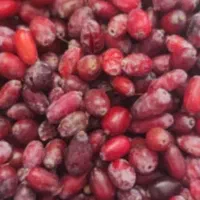 زرشک تر و خشک کوهی محلی و آب زرشک|خوردنی و آشامیدنی|شیراز, شهرک قمشه|دیوار