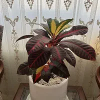 گل کروتون