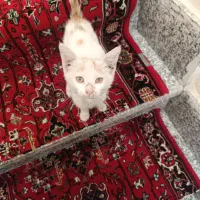 واگذاری گربه