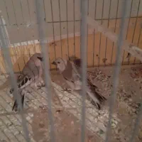 سهره خاکی|پرنده|شاهینشهر, گرگاب|دیوار