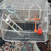 عروس هلندی نرسرحال|پرنده|مشهد, نیزه|دیوار