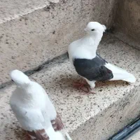 کفتر پلنگ خشونه
