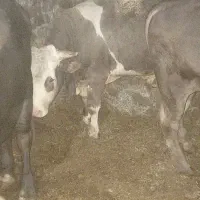 گوساله سیمینتال شاروله