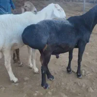 قوچ چینی|حیوانات مزرعه|شیراز, احمدی جنوبی|دیوار